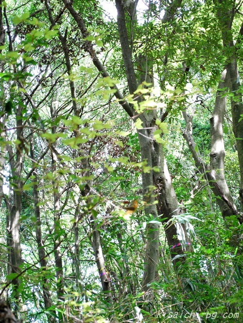 高地カシ型照葉樹林