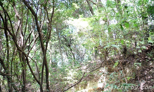 高地カシ型照葉樹林2