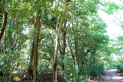 タブ型照葉樹林の画像