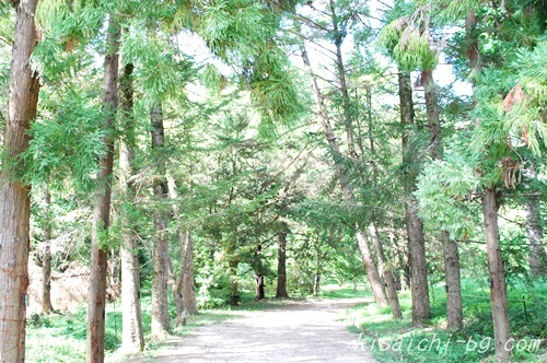 日本産樹木見本園