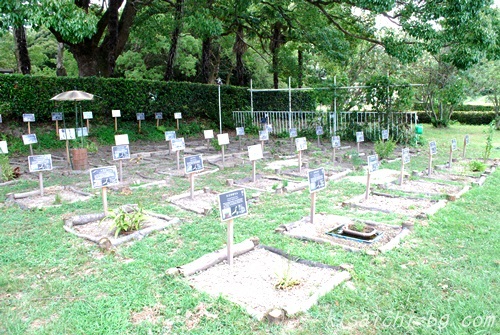 西日本絶滅危惧植物の画像