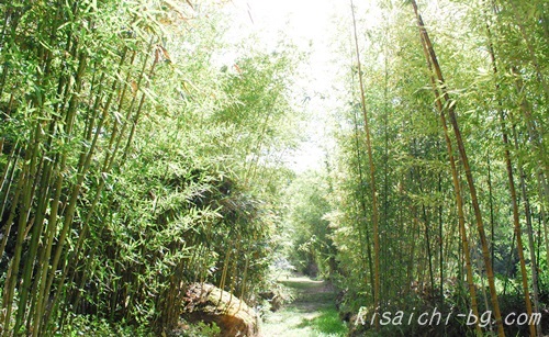 私市植物園の竹画像2