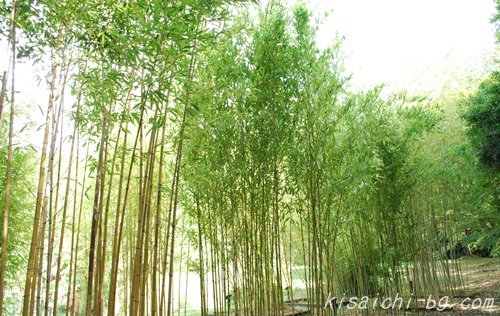 私市植物園の竹画像1