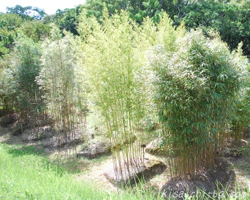 私市植物園の竹画像3