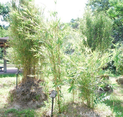 私市植物園の竹画像4